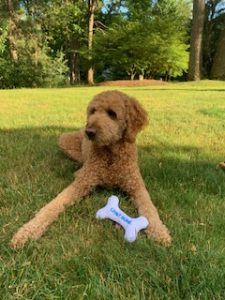 Luna, the therapy dog often found in the nurses office, unexpectedly passed away this summer. 